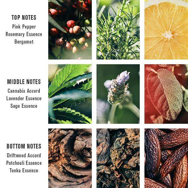 Pacific Cannabis by Baxter Of California for Unisex - 3.4 oz EDP Spray